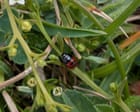 Country Diary: A specialist insect on a specialist plant | Nic Wilson