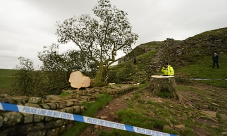 Cordoned-off site of the felled Sycamore Gap tree