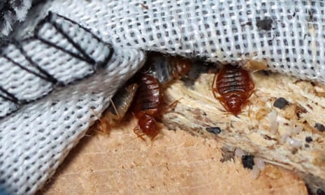 Bed Bug Control in Kenya