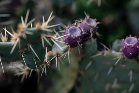 Cacti at Ventnor Botanic Gardens.