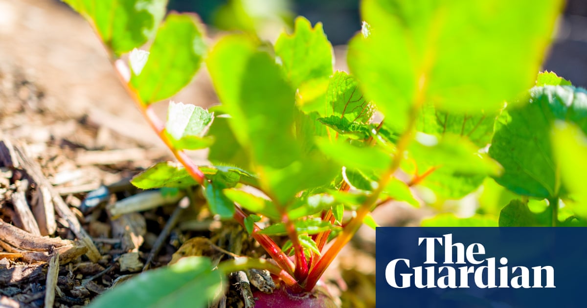 Summer's here and the time is right to direct sow vegetables in your garden