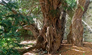 The Fortingall Yew