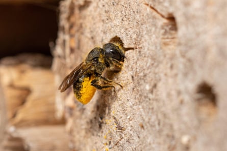 An orange-vented mason bee checks into a bee hotel