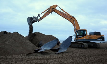 Two of the whales are covered with sand before their removal from the beach