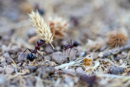 An ant carries off some food in Van province, Turkey.