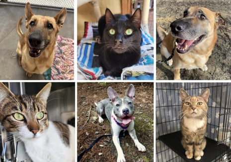 grid of animals - the top, from left to right, shows a brown dog with black face, black cat, and another brown dog with black face; the bottom shows a tabby cat, a gray and white dog with big pointy ears, and another tabby cat