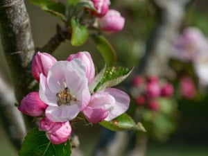 Flor de maçã no pomar de Tregew em Trelissick, Cornwall. Cerca de quatro quintos dos pomares tradicionais na Inglaterra e no País de Gales foram perdidos no século passado