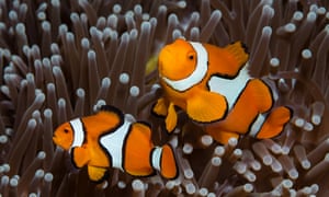 Some clownfish have no personality Australian study finds  Some clownfish have no personality Australian study finds
