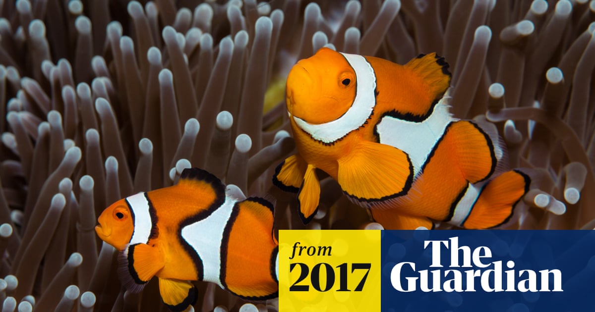 Some Clownfish Have No Personality Australian Study Finds Marine Life The Guardian Some Clownfish Have No Personality Australian Study Finds Marine Life The Guardian