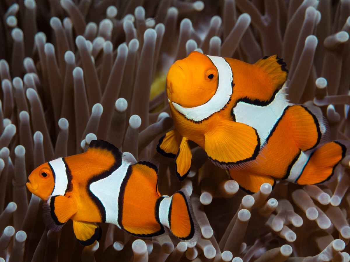 Some clownfish have no personality, Australian study finds | Marine life |  The Guardian