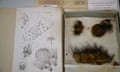 7. Opuntia Cacti specimens collected by Darwin in the Galapagos, next to illustrations of the plants drawn by Henslow.