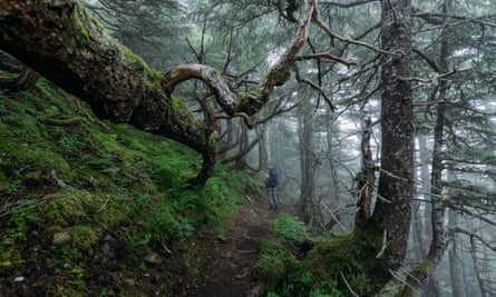 A trail through the Tongass national forest, where Trump proposed allowing logging.