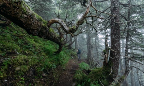 A trail through Alaska’s Tongass national forest. 