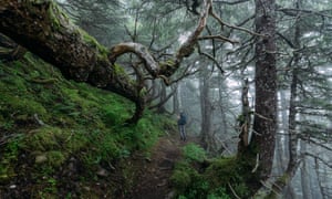 A trail through the Tongass national forest, home to some of the country’s last remaining coniferous old growth.