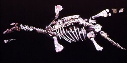 'Eric' was a small, short-necked pliosaur and was discovered by an opal miner in Coober Pedy in 1987. 'Eric' is one of the most complete opalised vertebrates known and has become part of the Australian Museum's fossil collection in 1993. Scientific name: Umoonasaurus demoscyllus