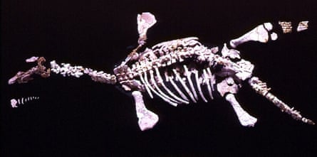 'Eric' était un petit pliosaure à col court et a été découvert par un mineur d'opale à Coober Pedy en 1987. 'Eric' est l'un des vertébrés opalisés les plus complets connus et est devenu une partie de la collection de fossiles du Musée australien en 1993. Nom scientifique : Umoonasaurus demoscyllus