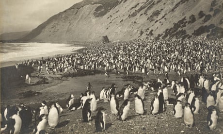 A royal penguin rookery at Nuggets Beach on Macquarie Island