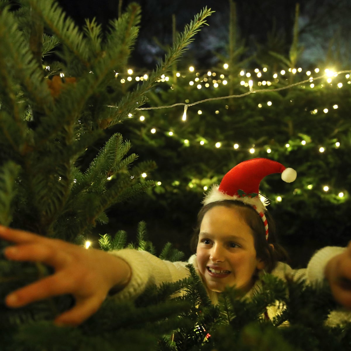 Christmas Trees How The Costs Of Real Fake And Potted Stack Up Christmas The Guardian Real Christmas Tree Prices 2021