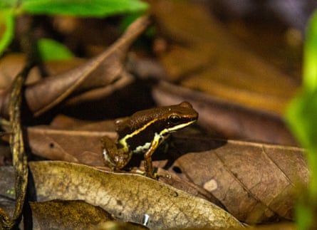 A small brown, white and black-striped frog sits on a leaf.