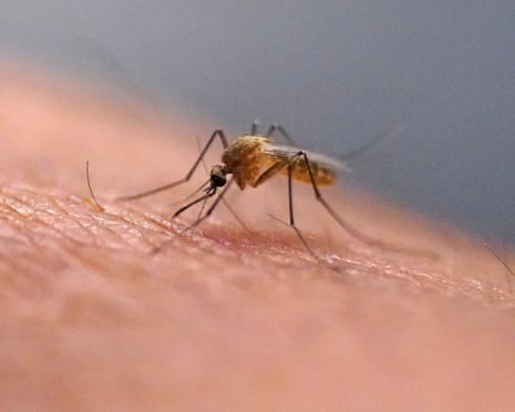 A mosquito readies itself for a meal