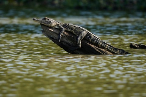 Um jacaré está sentado em um tronco em um lago às margens do rio Mississippi em Harahan, Louisiana, EUA.