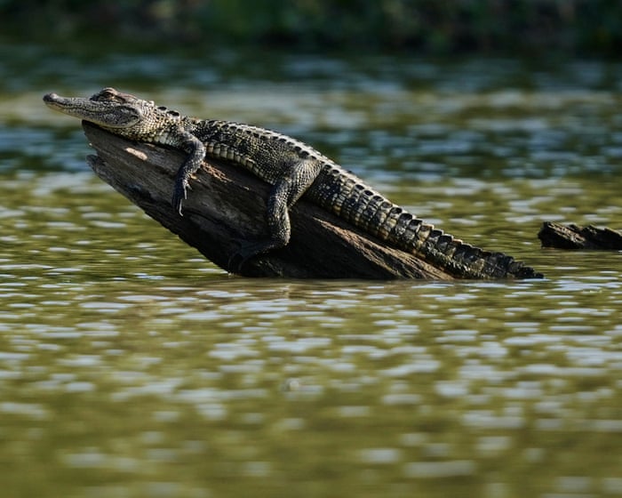 Man attacked by alligator in swamp while fleeing police in Louisiana