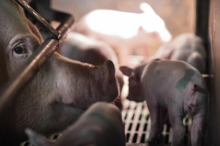 After piglets are born, the sows are kept in farrowing crates where the young can feed.