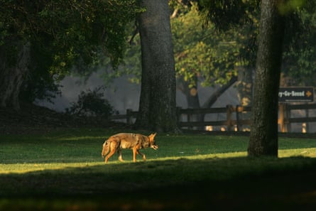 A coyote walks through Griffith Park, the nation’s largest urban park, in Los Angeles, California.