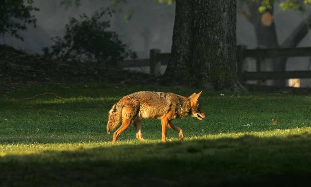 Two-year-old girl survives coyote attack in Los Angeles daylight (theguardian.com)