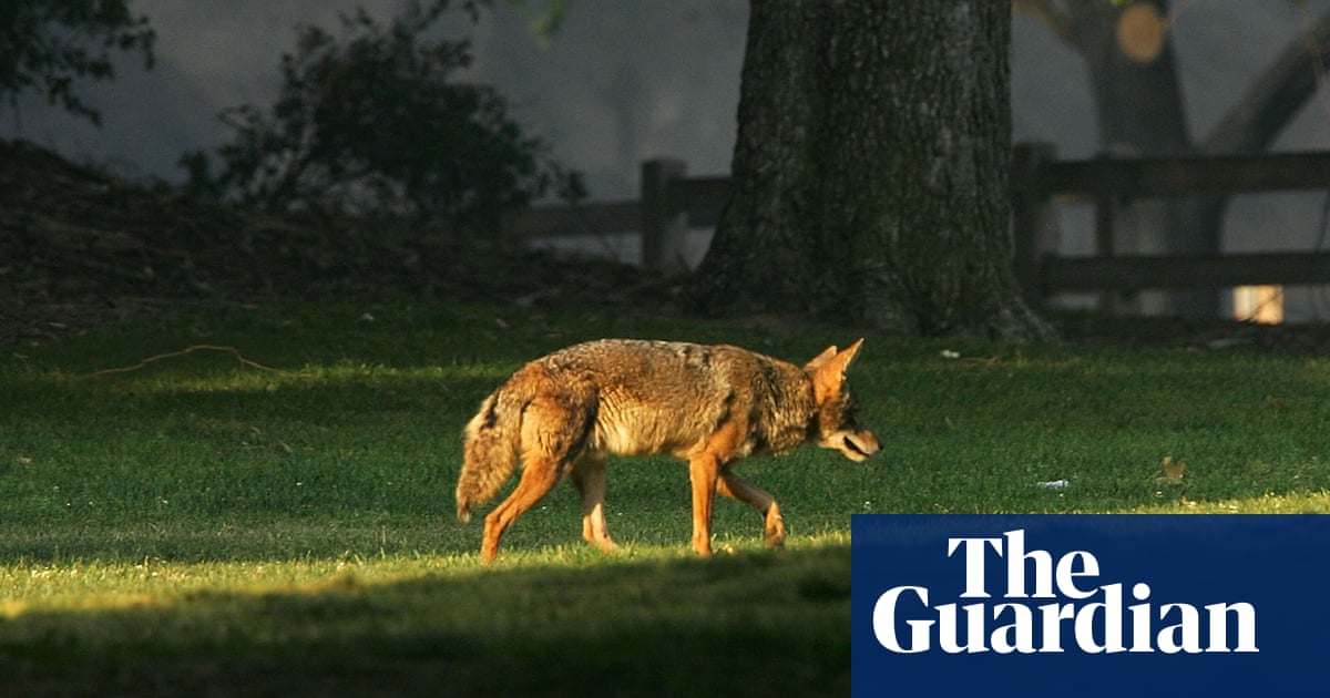 Two-year-old girl survives coyote attack in Los Angeles daylight