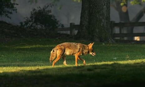A coyote, seen in Griffith Park in Los Angeles.