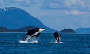 Mother and calf orca whales breaching in Lynn Canal near Juneau, Alaska
