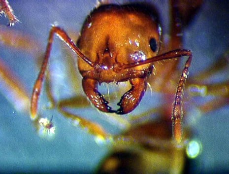 A closeup of an imported red fire ant found in Brisbane
