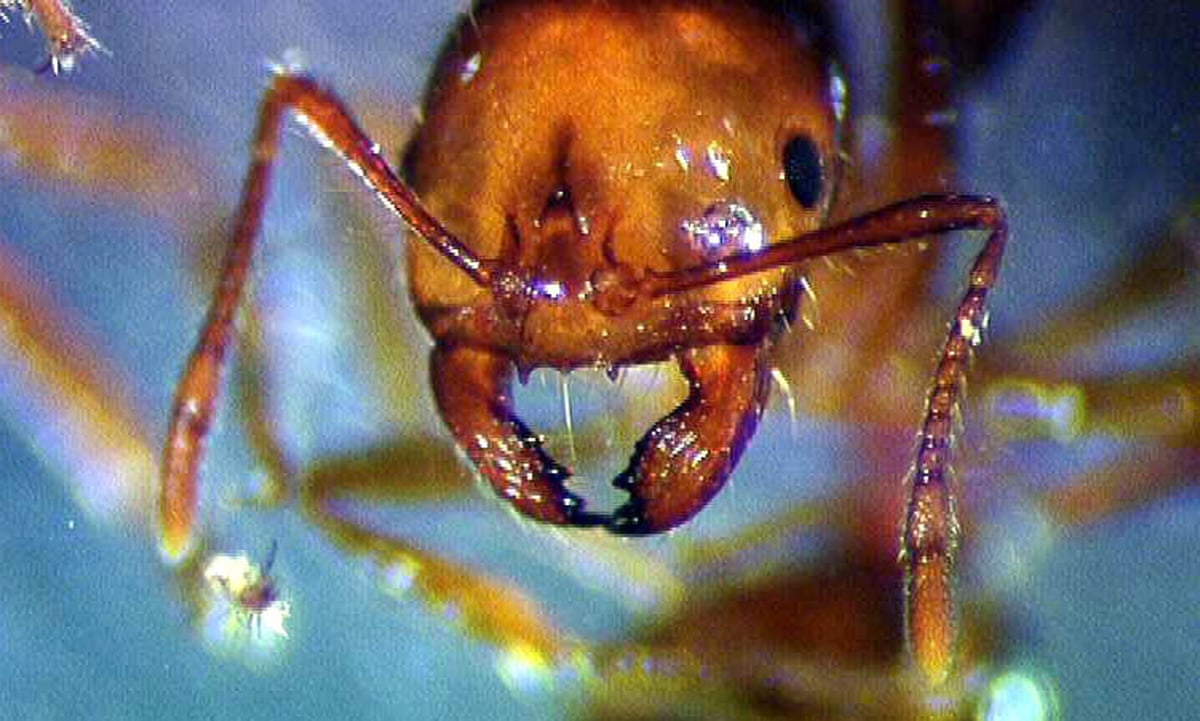Fire ants forming a swarm