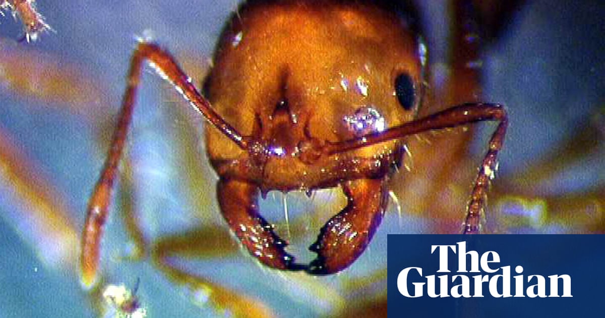 Millions of Australians at risk of being stung by fire ants each year, experts warn | Australia news
