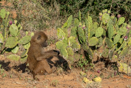 Baboons cleverly roll cactus fruits in the dirt to brush off the thorns and fine hairs that can cause infections and digestive issues.