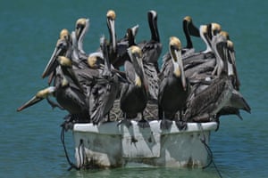 Celestun, Mexico Pelicans sit on a fishing boat moored on the beach
