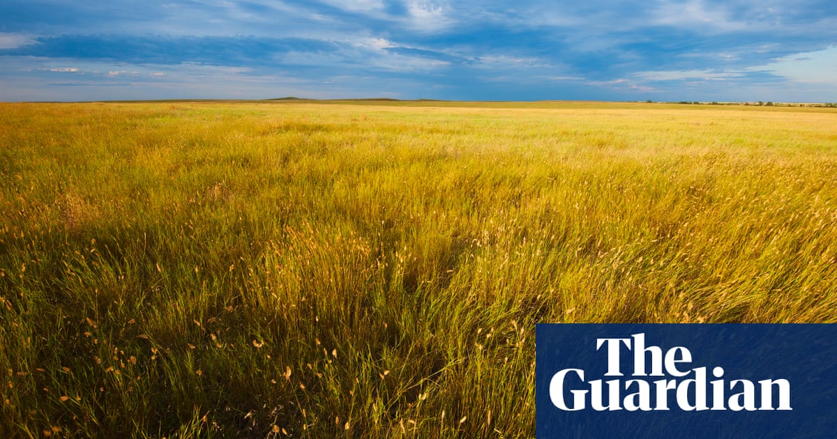 America’s native grasslands are disappearing