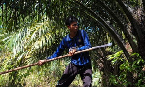 A man harvests palm fruits at a plantation in Aceh province, Indonesia