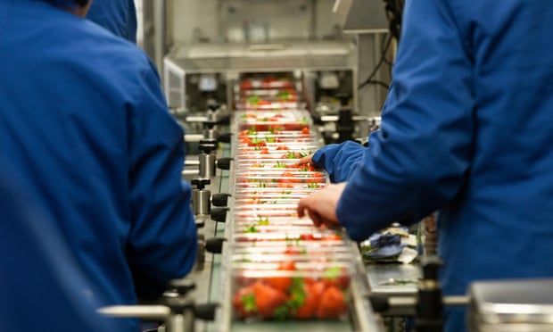 Strawberry farm packaging production in the UK