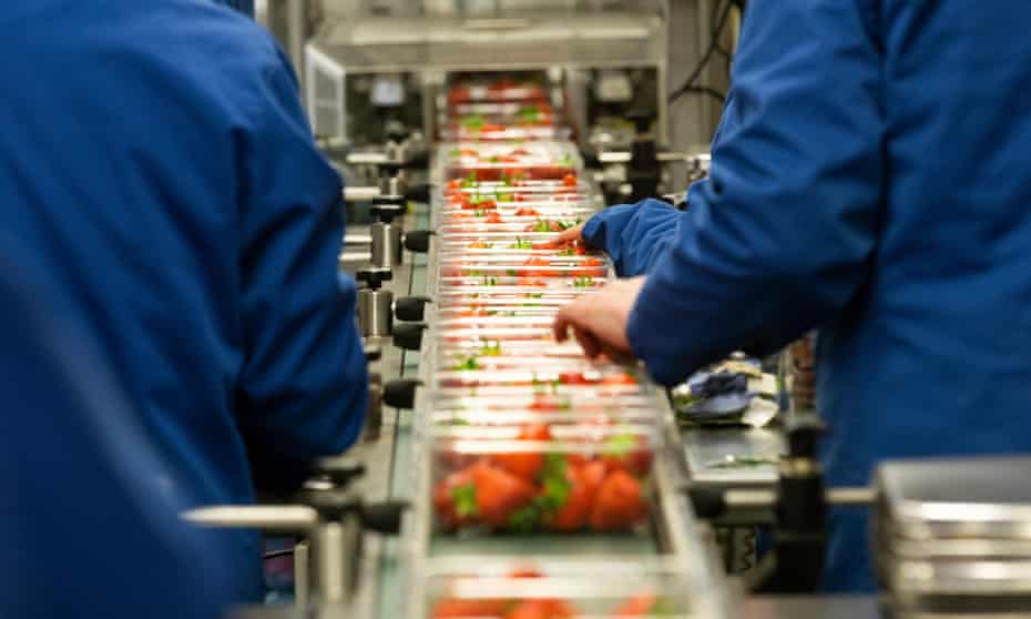 A production line packing strawberries in the UK
