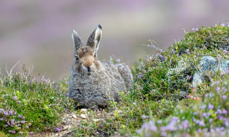 Mountain hare (lepus timidus) leveret in the Scottish Highlands