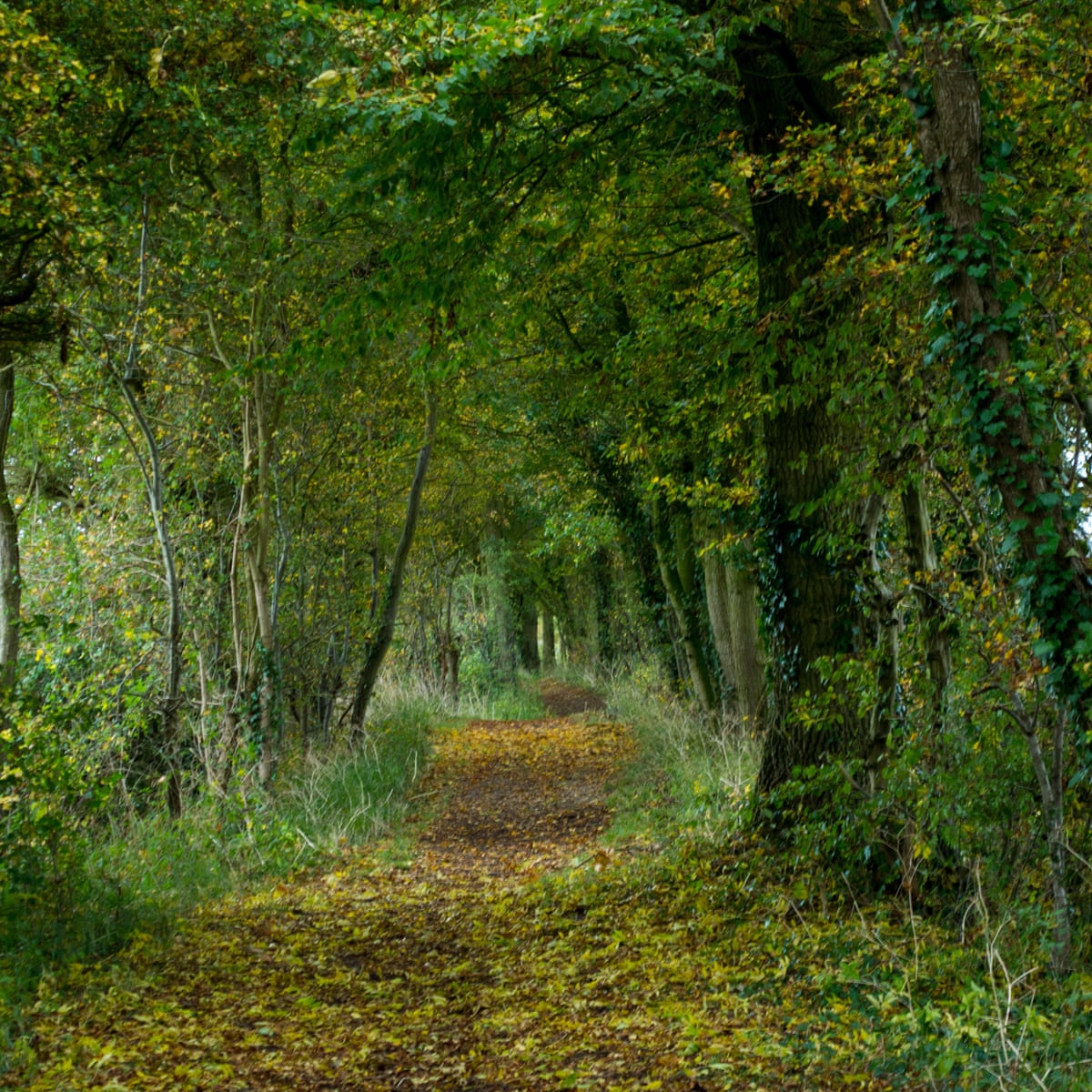 Restore Uk Woodland By Letting Trees Plant Themselves Says Report Trees And Forests The Guardian
