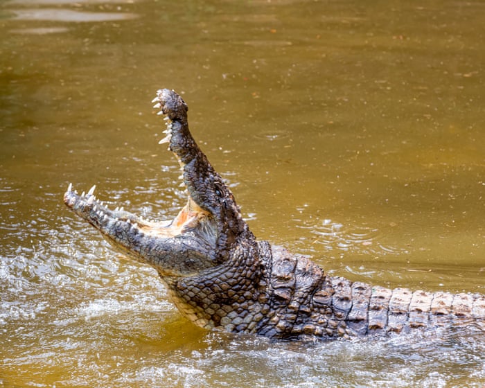 Man arrested after boy, 3, injured in Cambridgeshire zoo crocodile enclosure