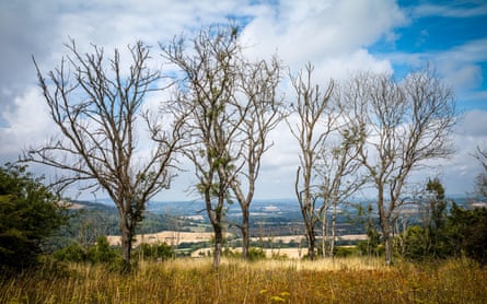 Four ash trees stand barren on a hill surrounded by surviving other plants.