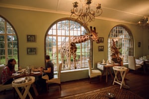 The giraffes visit twice a day searching for food, before returning to the forest. Although still wild animals, they have become accustomed to receiving treats from residents and guests