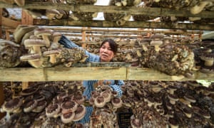 A farmer checks mushrooms at a farm in Guizhou province, south-west China.