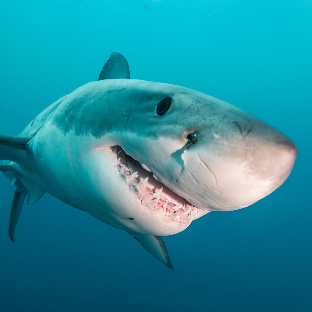 Western Australia Shark Attack Police Divers Search For Missing Surfer Australia News The Guardian