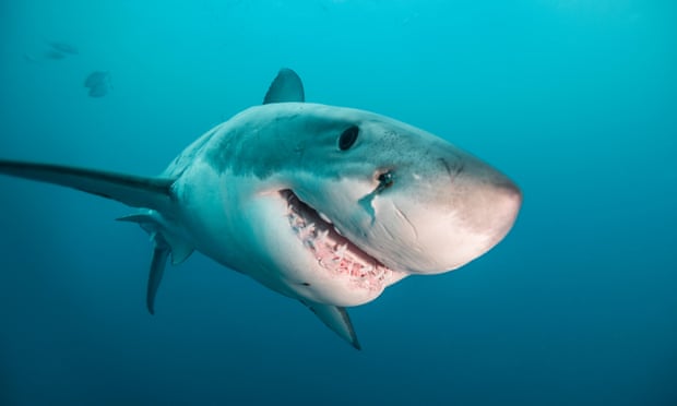 Western Australia shark attack: police divers search for missing surfer Western Australia shark attack: police divers search for missing surfer