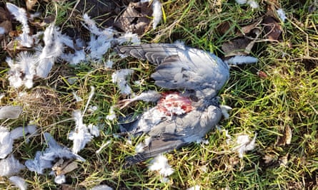 A pigeon that’s been dismembered by a sparrowhawk, Allendale, Northumberland.